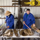 invasive, fur, nutria, fashion